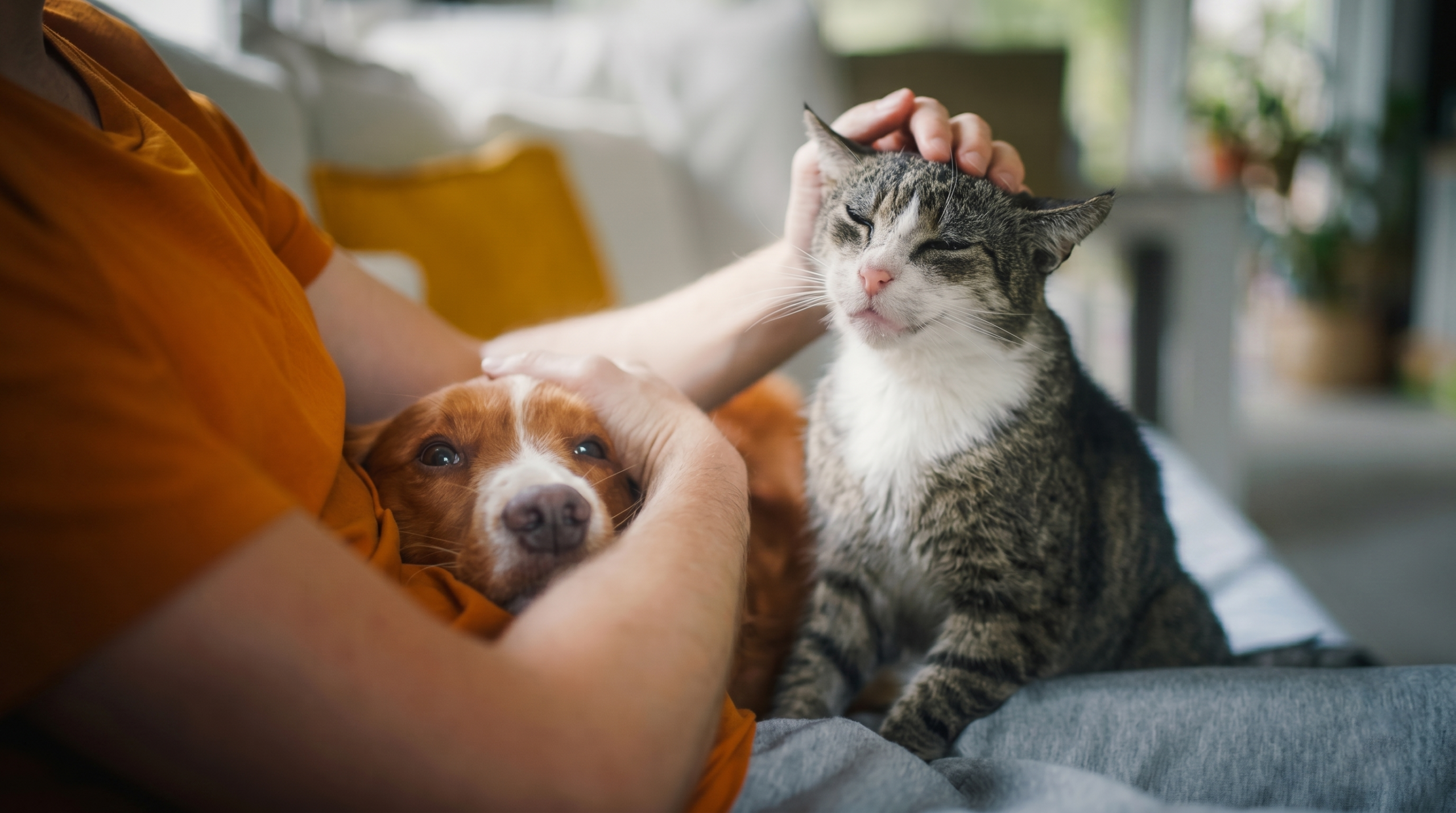 Adopter un animal :